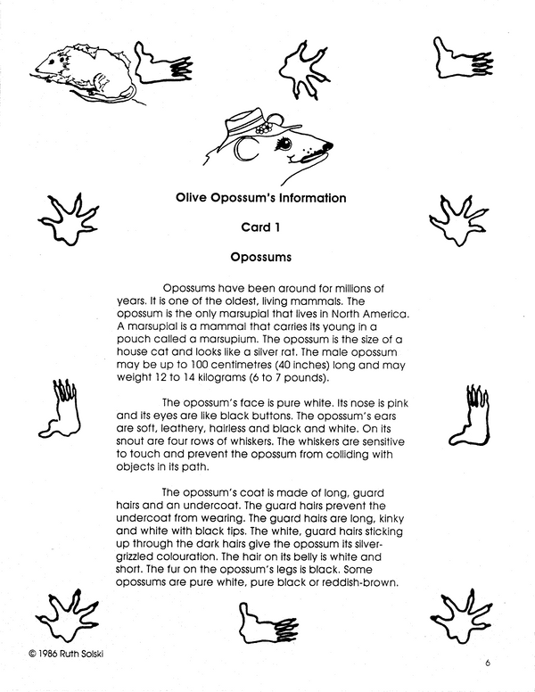 Opossum Math Opossums Grades 3-5