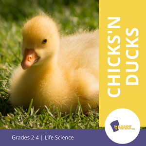 Chicks 'n Ducks Grades 2-4