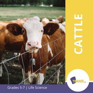 All About Cattle Grade 5-7