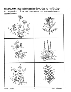 Seeds and Weeds Grades 2-3