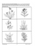 Seeds and Weeds Grades 2-3