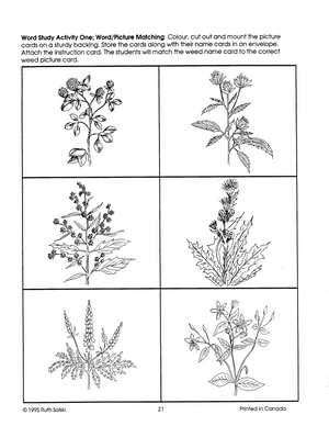 Seeds and Weeds Grades 2-3