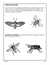 Le monde étonnant des insectes 4e à 6e année